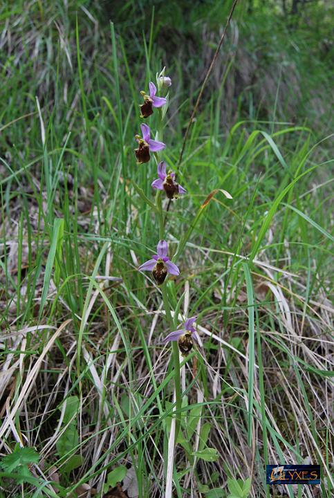 ophrys crabronifera.JPG